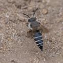 Coelioxys rufescens.jpg